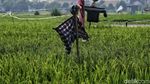 Melihat Sawah di Rorotan Jakut yang Siap Panen