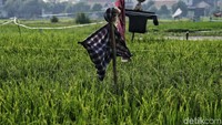 Orang-orang sawah juga dipasang untuk menakut-nakuti burung yang sering menyerbu padi.