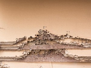 8 Tips agar Lemari Kayu Terhindar dari Serangan Rayap