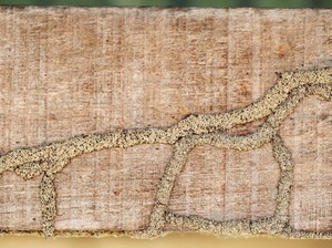 Catat! Ini Sederet Cara Lindungi Lemari Kayu dari Serangan Rayap