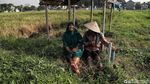 Melihat Sawah di Rorotan Jakut yang Siap Panen