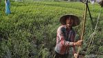 Melihat Sawah di Rorotan Jakut yang Siap Panen
