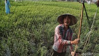 Seorang petani memasang jaring untuk menghalau burung dan hama.