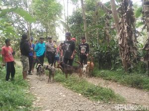 BKSDA Ungkap Penyebab Babi Hutan Serang dan Bunuh Warga di Banyumas
