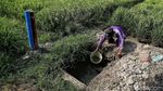 Melihat Sawah di Rorotan Jakut yang Siap Panen