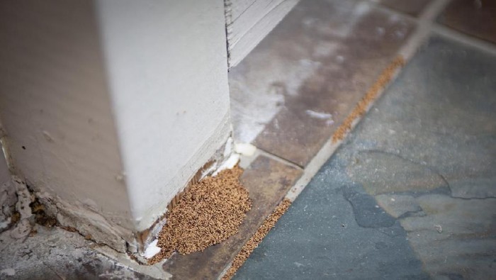 Exterminator in work wear spraying pesticide with sprayer.