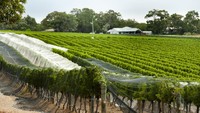 Adalah Lonely Planet yang mengeluarkan daftar tahun ini. Margareth River, Australia Barat, Australia meraih posisi pertama dalam daftar ini karena memiliki alam yang memukau hingga lokasi perkebunan anggurnya (iStock)