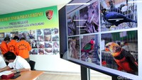 Barang bukti yang diamanlan mulai dari beruang madu, kanguru, burung kakatua jambul kuning, burung beo, nuri kepala hitam, dan nuri kelam.