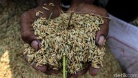 Biasanya para petani akan panen 2-3 kali dalam setahun.