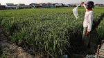 Melihat Sawah di Rorotan Jakut yang Siap Panen