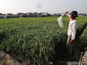 Melihat Sawah di Rorotan Jakut yang Siap Panen