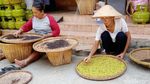Petani Mengeluh Harga Cengkih Merosot