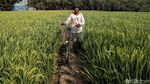 Melihat Sawah di Rorotan Jakut yang Siap Panen