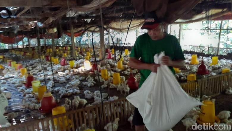 Harga Ayam Broiler Mulai Normal Belum Membuat Peternak Tenang Harga Ayam Broiler Mulai Normal Belum Membuat Peternak Tenang