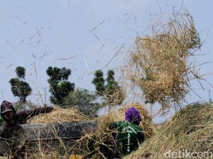 Wilmar Targetkan Kemitraan Lahan Padi 1.000 Ha di Medan-Palembang