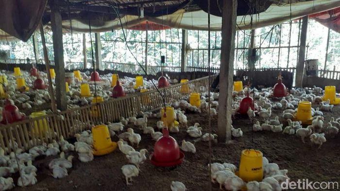 Strategi Kementan Cegah Peternak Ayam Gulung Tikar