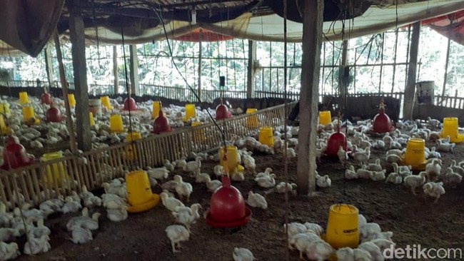 Pengusaha Tolak Keras Impor Daging Ayam Brasil