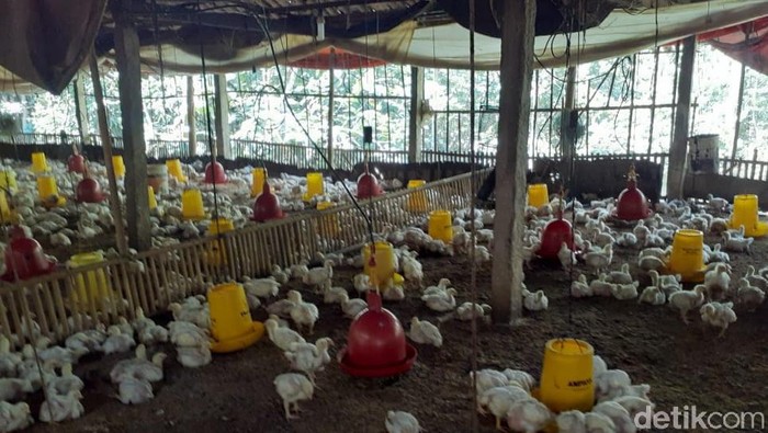 Peternak ayam broiler di Gunungkidul belum semuanya memulai usahanya lagi pasca anjloknya harga ayam, (3/7/2019).