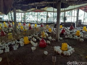 Harga Ayam Peternak Anjlok, Kementan Buka Suara