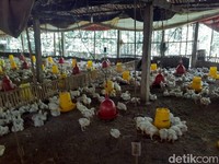 Pengusaha Tolak Keras Impor Daging Ayam Brasil
