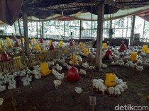 Harga Ayam Peternak Anjlok, Kementan Buka Suara