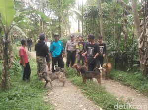 Habitat Terancam Diduga Penyebab Babi Hutan Ngamuk di Banyumas
