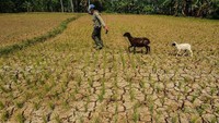 Seorang warga menggembala kambing di persawahan yang mengering di Kampung Cimanggu, Kabupaten Tasikmalaya, Jawa Barat. Adeng Bustomi/Antara Foto.