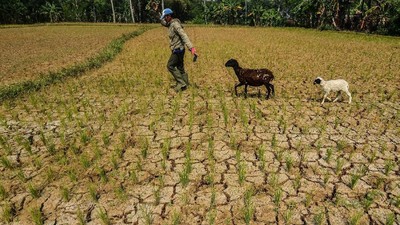 Kemarau, Sawah di Tasikmalaya Retak-retak