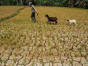 12 Daerah di Jabar Siaga Darurat Bencana Kekeringan
