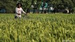 Melihat Sawah di Rorotan Jakut yang Siap Panen