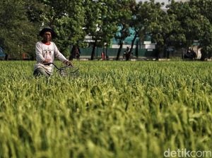 Tutup Masa Jabatan, Amran Tuding Data Pangan dari Satelit Salah