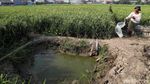 Melihat Sawah di Rorotan Jakut yang Siap Panen