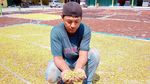 Petani Mengeluh Harga Cengkih Merosot