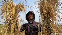 Seorang petani padi di kawasan Rorotan, Cilincing, Jakarta Utara, pamer dua ikat padi yang berhasil dipanen.