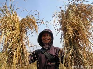 Lumbung Padi di Antara Belantara Beton Ibu Kota