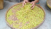 Anjloknya nilai jual cengkih membuat para petani menjerit. Untuk biaya petik saja, petani harus membayar pekerja sebesar Rp 70 ribu per hari ditambah dua kali makan. Agar tidak terlalu merugi, petani pun menggunakan sistem maro dengan pemetik.