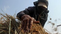 Dari lahan seluas satu hektar para petani dapat memanen higga 6 ton.