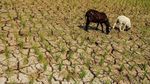 Kemarau, Sawah di Tasikmalaya Retak-retak