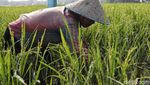 Melihat Sawah di Rorotan Jakut yang Siap Panen