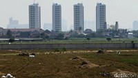Lahan persawahan ini terbentang seluas satu hektar dihiasi dengan belantara beton di sekelilingnya.