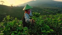 Indonesia merupakan salah satu negara produsen teh terbesar di dunia. Aktivitas memetik daun teh pun masih dapat dilihat di sejumlah kebun teh yang berada di Indonesia. Seperti pemetik teh ini yang nampak sibuk bekerja di salah satu kebun teh di Surakarta, Jawa Tengah. Istimewa/Dok. Boredpanda/Agora Photo/@elsardjono.
