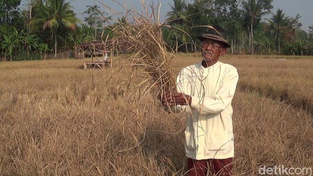 100 Ha Sawah Cianjur Kering, Padi Berakhir di Kandang Munding