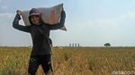 Lumbung Padi di Antara Belantara Beton Ibu Kota