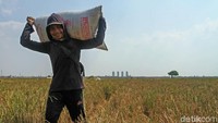 Sukses memanen padi, para petani terlihat sangat semringah.