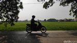 Melihat Sawah di Rorotan Jakut yang Siap Panen