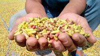 Di daerah Kaligesing sendiri, memang tidak ada asosiasi atau koperasi khusus petani cengkih. Hasil panen biasanya langsung dijual kepada pengepul. Para petani pun berharap agar pihak pemerintah bisa membantu memberikan solusi.