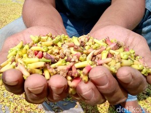 Masihkah Cengkeh Indonesia Jadi Primadona?