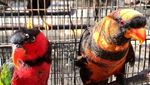 Potret Kanguru hingga Nuri Kepala Hitam yang Gagal Diselundupkan