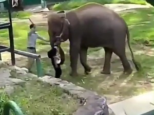 Viral! Gajah Kesakitan Habis Dipukul Pawang