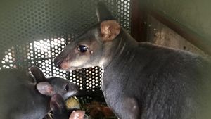 Potret Kanguru hingga Nuri Kepala Hitam yang Gagal Diselundupkan